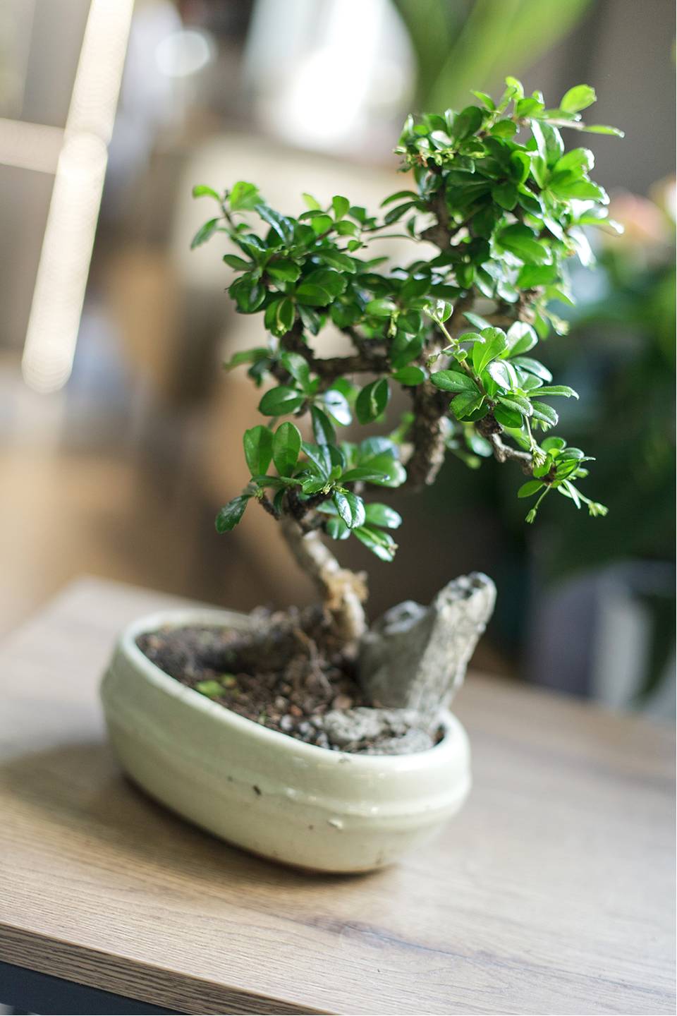 Бонсай в  кашпо Зелкова (Zelkova) 35 см - с добавлением зелени