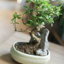 Бонсай в  кашпо Зелкова (Zelkova) 35 см - подарочное оформление - миниатюра