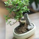 Бонсай в  кашпо Зелкова (Zelkova) 35 см - быстрая доставка в Минске - миниатюра