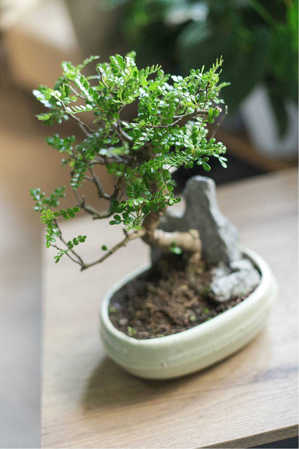 Бонсай в  кашпо Зелкова (Zelkova) 35 см - быстрая доставка в Минске