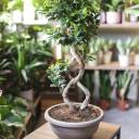 Фикус Гинсенг (Ficus ginseng) 70 см Бесконечность - миниатюра