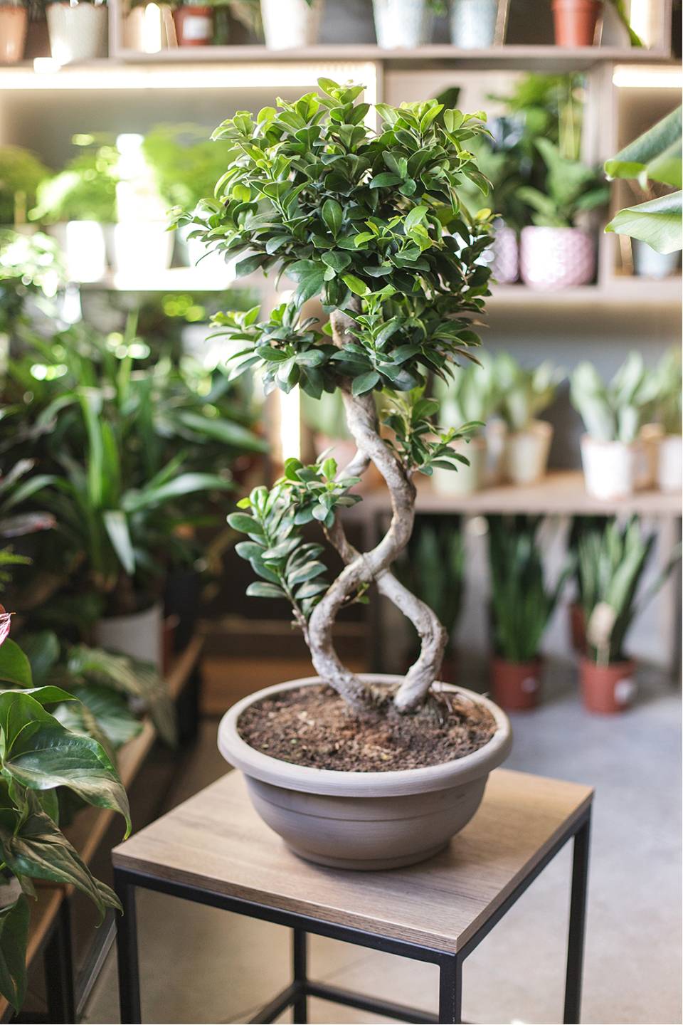 Фикус Гинсенг (Ficus ginseng) 70 см Бесконечность