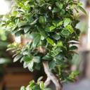 Фикус Гинсенг (Ficus ginseng) 70 см Бесконечность - с добавлением зелени - миниатюра 