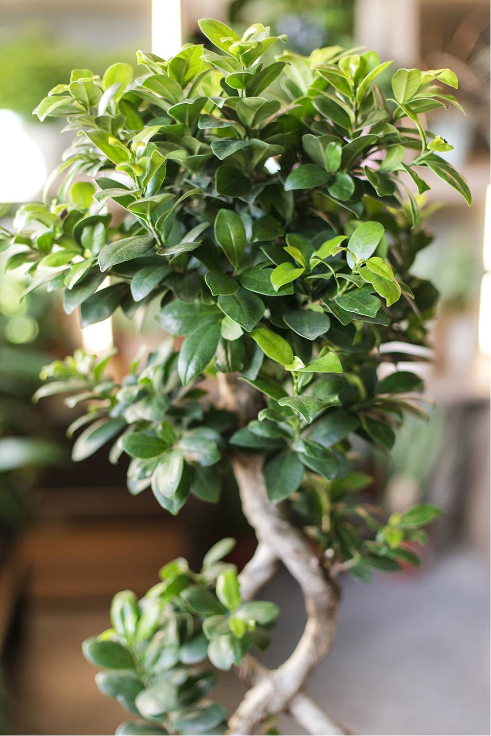 Фикус Гинсенг (Ficus ginseng) 70 см Бесконечность - с добавлением зелени