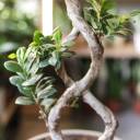 Фикус Гинсенг (Ficus ginseng) 70 см Бесконечность - с доставкой по Минску - миниатюра