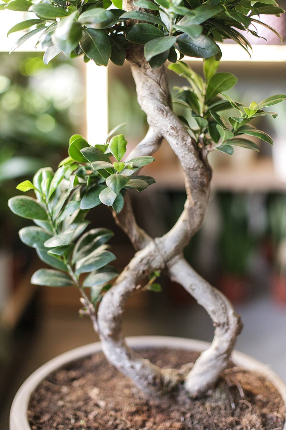 Фикус Гинсенг (Ficus ginseng) 70 см Бесконечность - с доставкой по Минску