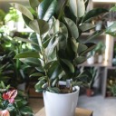 Фикус Робуста (Ficus Robusta) - миниатюра