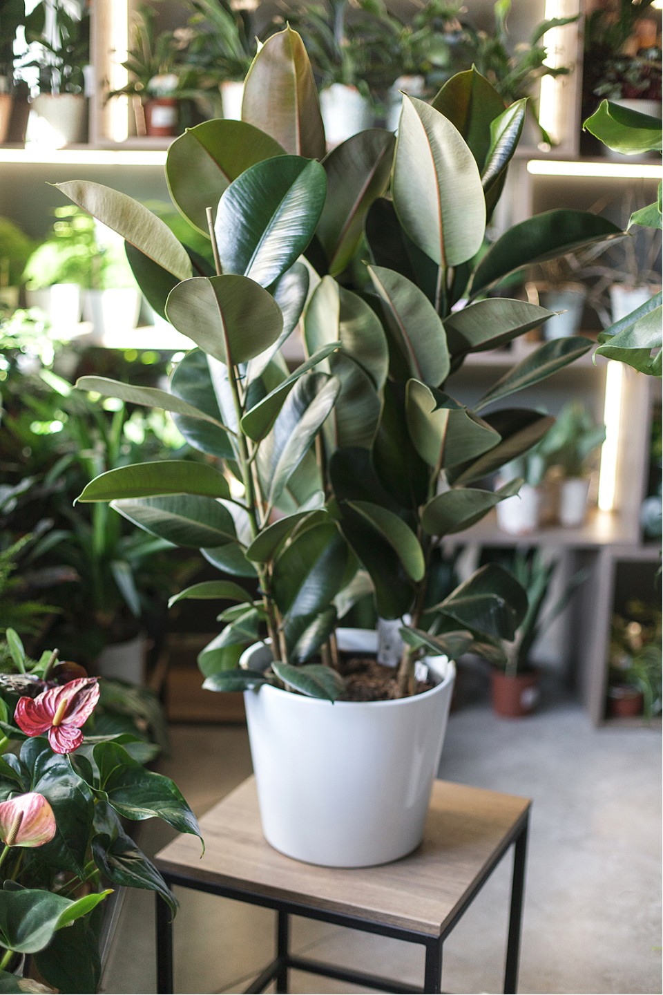 Фикус Робуста (Ficus Robusta)