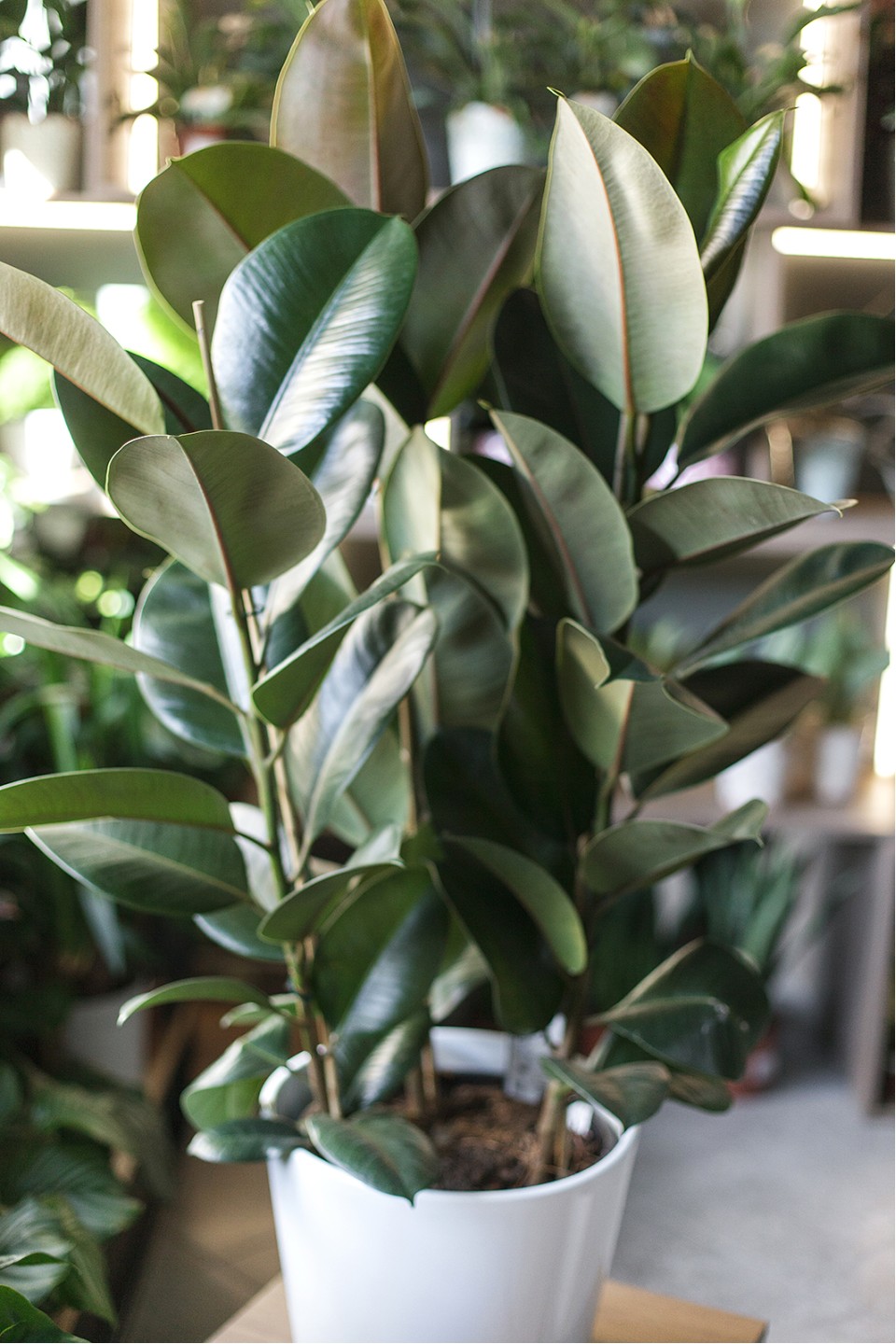 Фикус Робуста (Ficus Robusta) - с доставкой по Минску