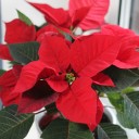 Poinsettia (Пуансеттия) 30 см - миниатюра