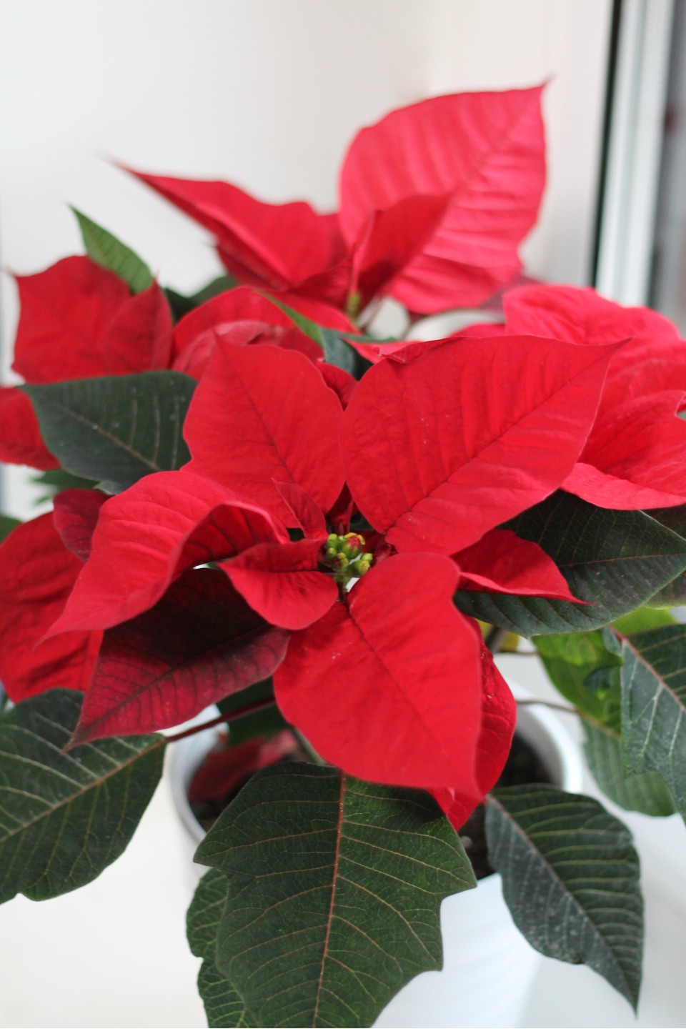 Poinsettia (Пуансеттия) 30 см