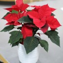 Poinsettia (Пуансеттия) 30 см - с доставкой по Минску - миниатюра