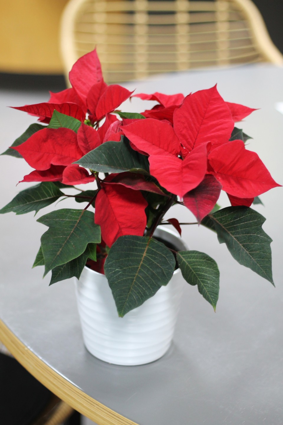 Poinsettia (Пуансеттия) 30 см - с доставкой по Минску