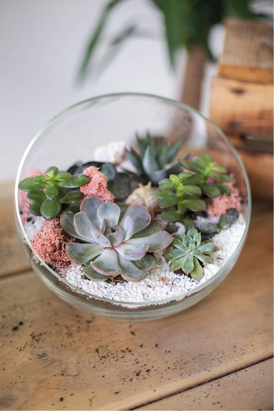 Флорариум Адриатическое Море