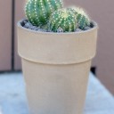 Кактус в керамическом кашпо - миниатюра
