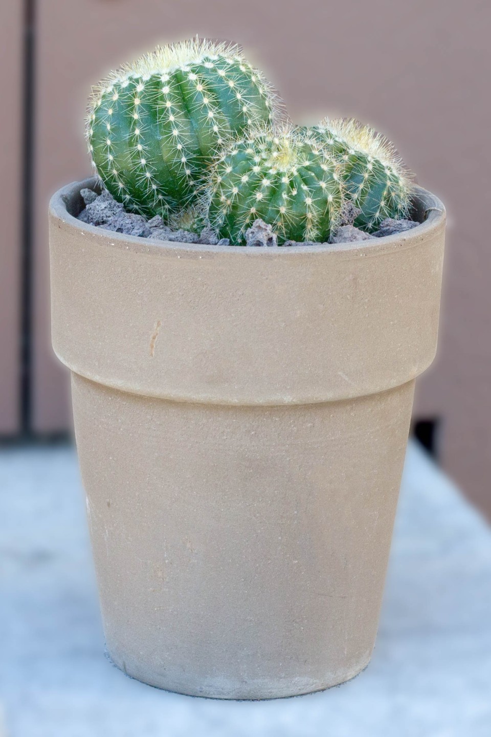 Кактус в керамическом кашпо