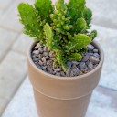 Кактус в керамическом кашпо - с доставкой по Минску - миниатюра