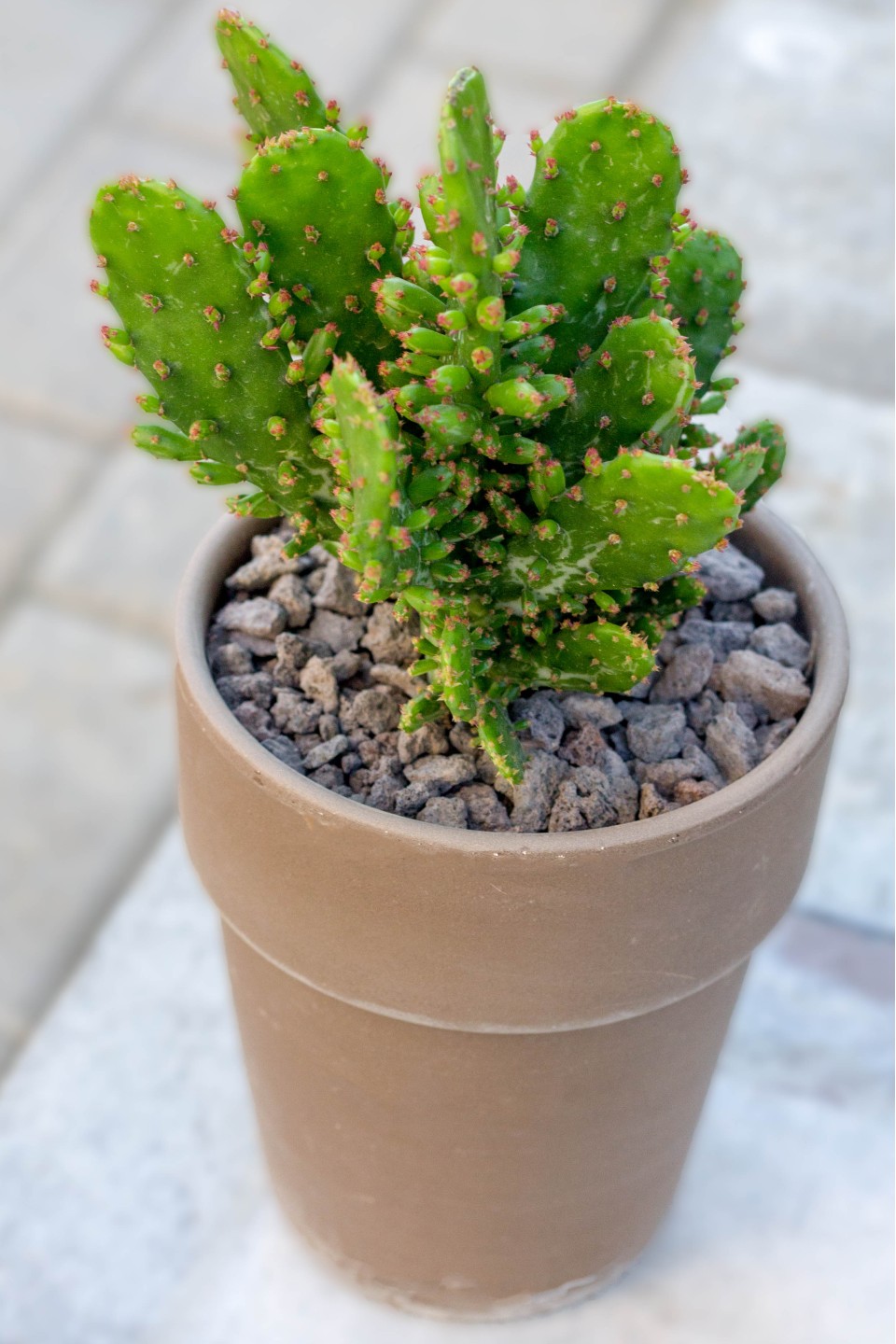 Кактус в керамическом кашпо - с доставкой по Минску