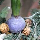 Новогодний венок Зумбул - с доставкой по Минску - миниатюра