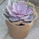 Эхеверия в керамическом кашпо - миниатюра