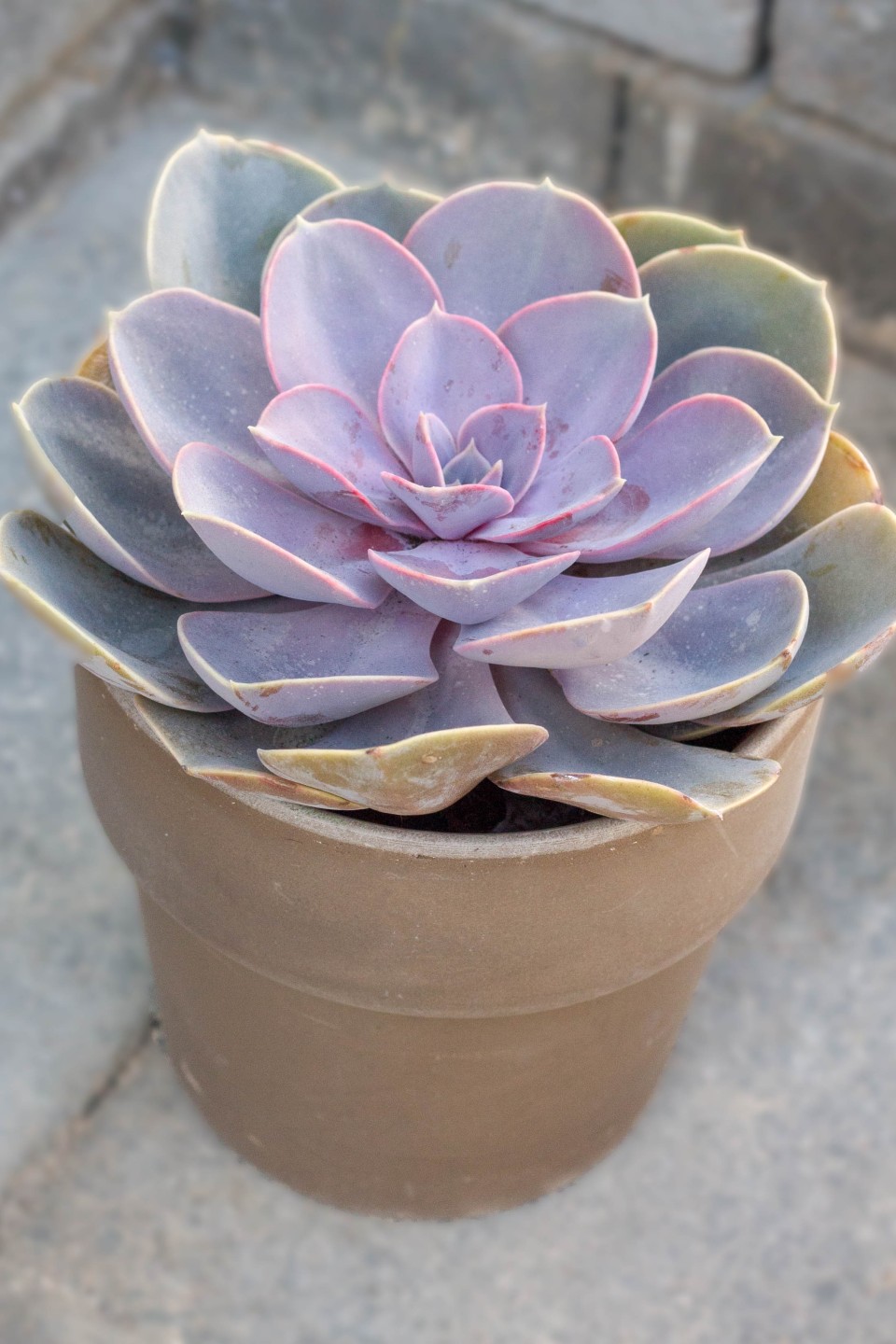 Эхеверия в керамическом кашпо