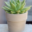 Эхеверия в керамическом кашпо - с доставкой по Минску - миниатюра