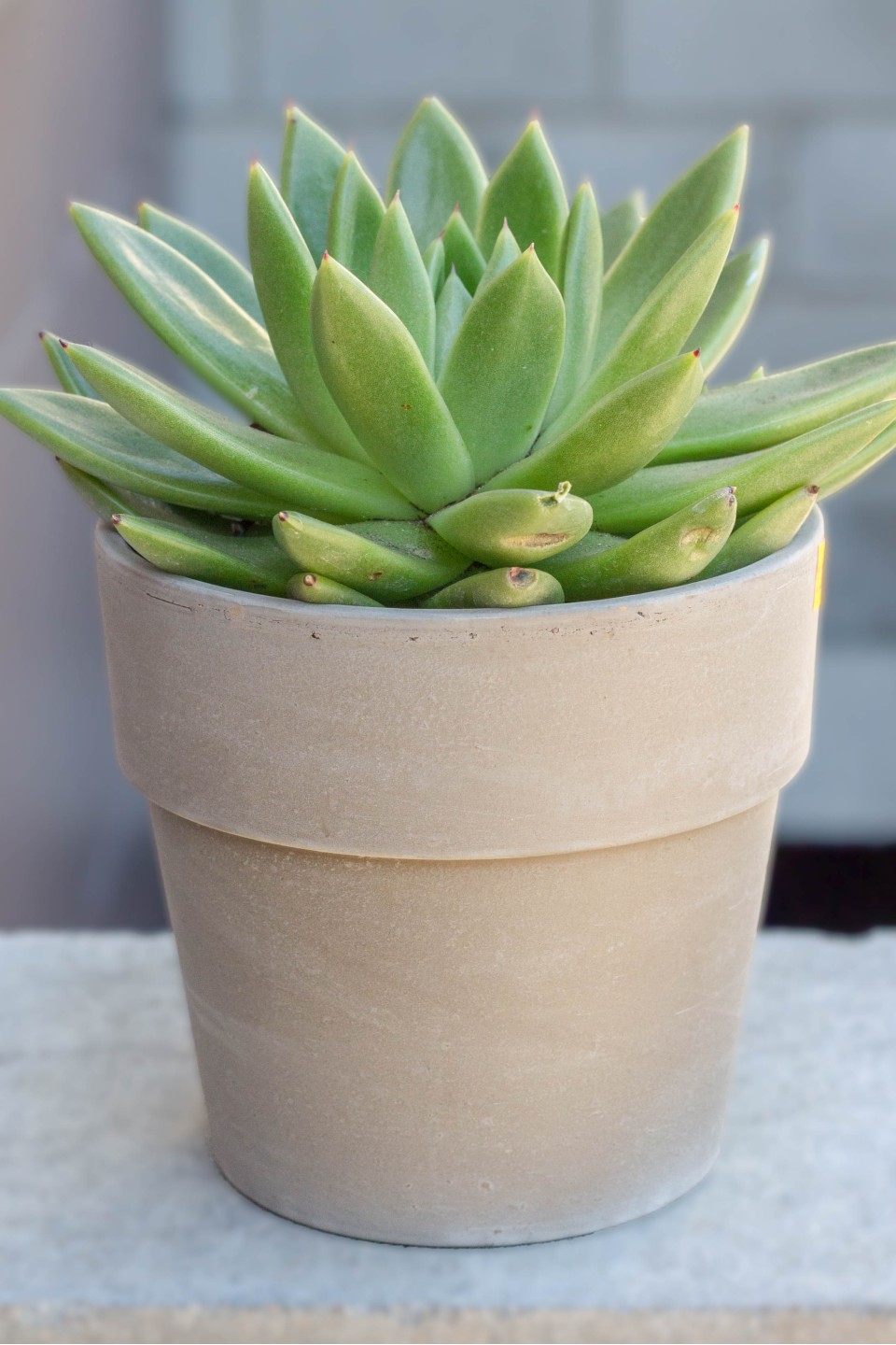 Эхеверия в керамическом кашпо - с доставкой по Минску