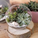 Флорариум Оазис - с доставкой по Минску - миниатюра