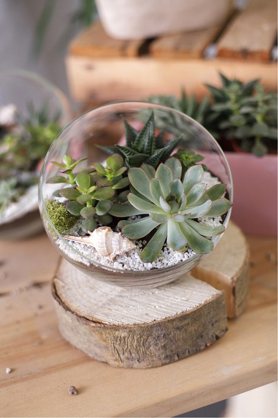 Флорариум Оазис - с доставкой по Минску