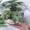 Флорариум Оазис - миниатюра