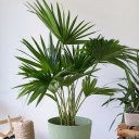 Ливистона (Livistona) - с доставкой по Минску - миниатюра