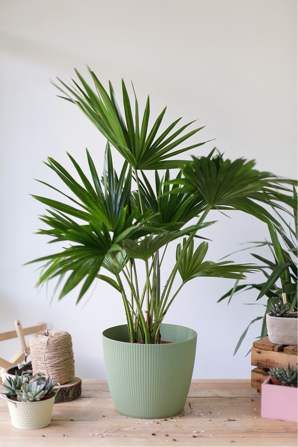 Ливистона (Livistona) - с доставкой по Минску