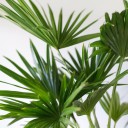 Ливистона (Livistona) - с добавлением зелени - миниатюра 