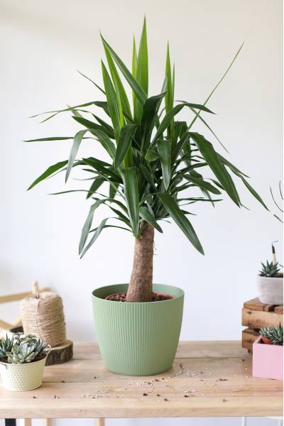 Юкка Майя (Yucca MAYA) 120 см