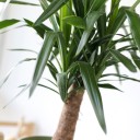 Юкка Майя (Yucca MAYA) 120 см - с добавлением зелени - миниатюра 