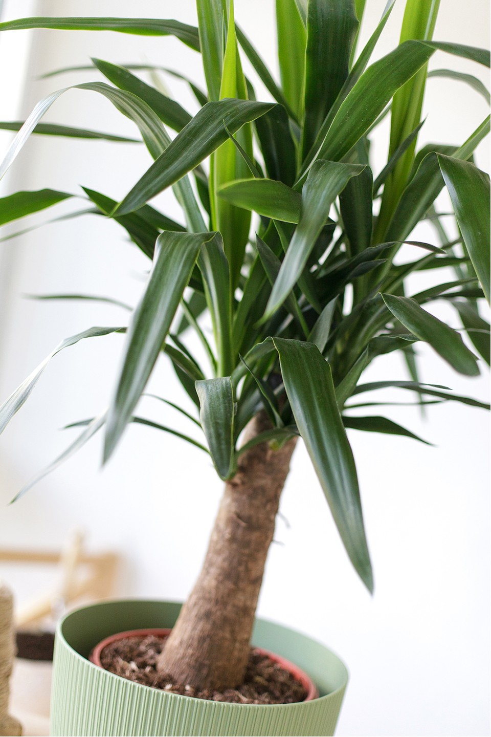 Юкка Майя (Yucca MAYA) 120 см - с добавлением зелени