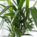 Юкка Майя (Yucca MAYA) 120 см - с доставкой по Минску - миниатюра