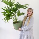 Ливистона (Livistona) - подарочное оформление - миниатюра