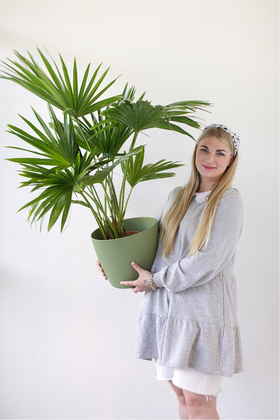 Ливистона (Livistona) - подарочное оформление