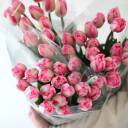 Тюльпан Садовый - с доставкой по Минску - миниатюра