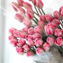 Тюльпан Садовый - с добавлением зелени - миниатюра 