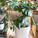 Монстера (Monstera) - миниатюра