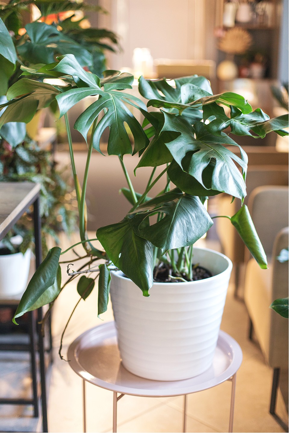 Монстера (Monstera)