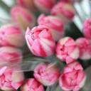 Тюльпан Садовый - миниатюра