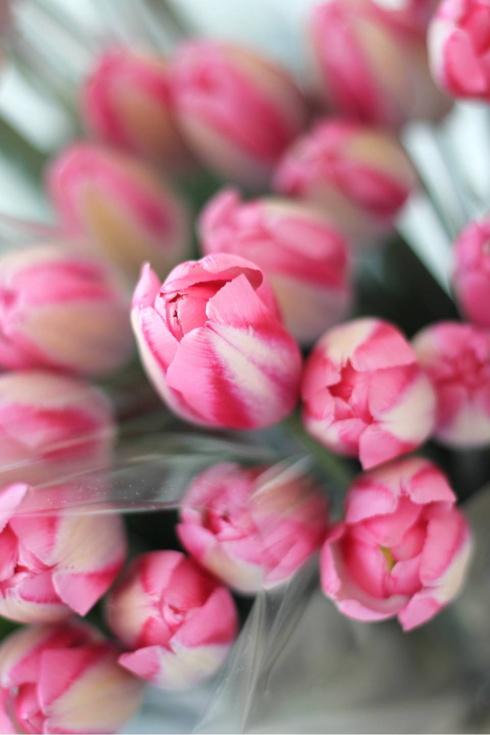 Тюльпан Садовый