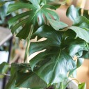 Монстера (Monstera) - с доставкой по Минску - миниатюра