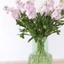 Маттиола - с добавлением зелени - миниатюра 