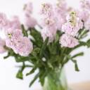 Маттиола - с доставкой по Минску - миниатюра