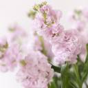 Маттиола - подарочное оформление - миниатюра