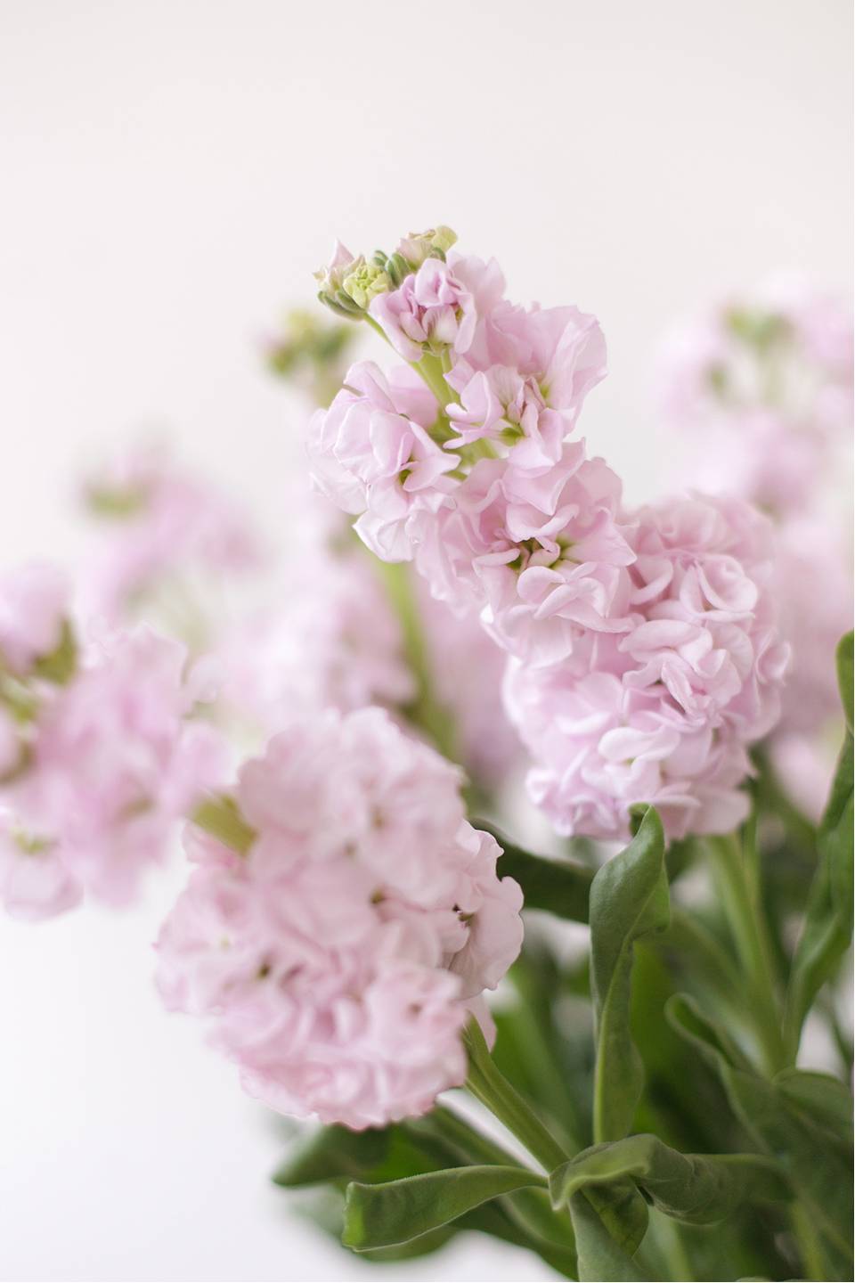 Маттиола - подарочное оформление